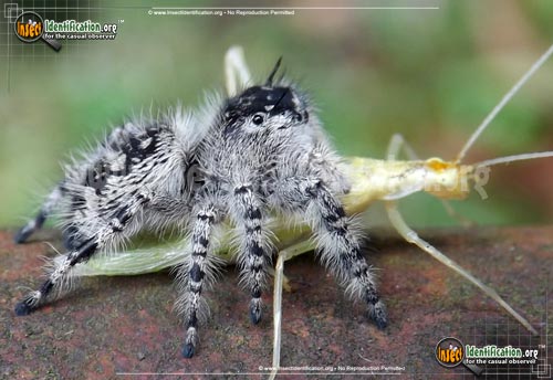 Thumbnail image #2 of the Canopy-Jumping-Spider