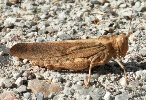 Thumbnail image #2 of the Carolina-Locust