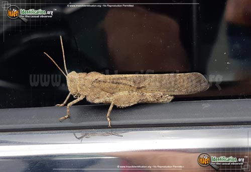 Thumbnail image of the Carolina-Locust