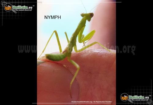 Thumbnail image #4 of the Carolina-Mantis