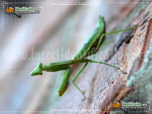 Thumbnail image of the Carolina-Mantis