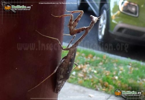 Thumbnail image #3 of the Carolina-Mantis