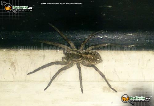 Thumbnail image #2 of the Carolina-Wolf-Spider