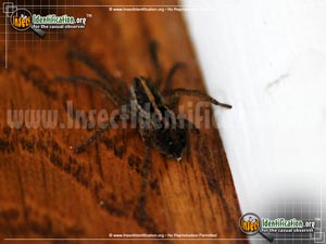 Thumbnail image #4 of the Carolina-Wolf-Spider