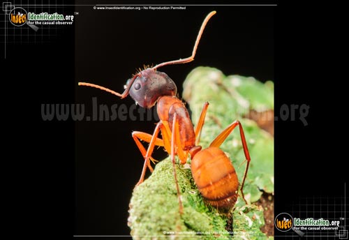 Thumbnail image #2 of the Carpenter-Ant