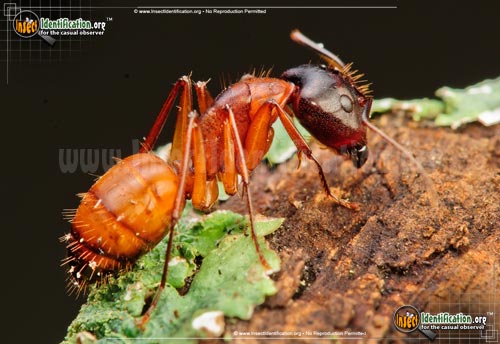 Thumbnail image of the Carpenter-Ant