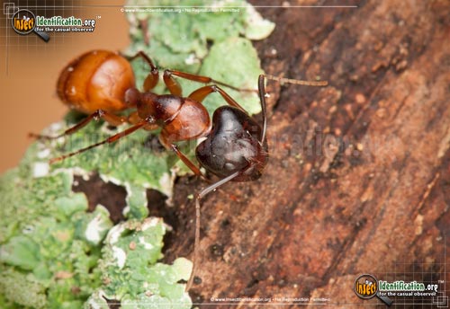 Thumbnail image #3 of the Carpenter-Ant