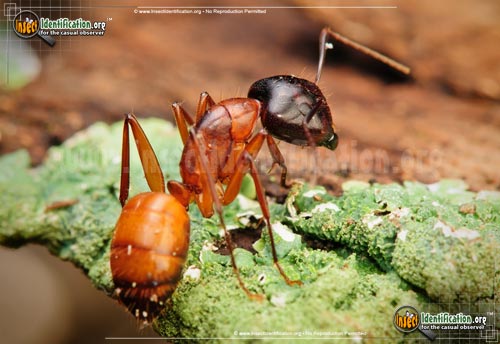 Thumbnail image #4 of the Carpenter-Ant