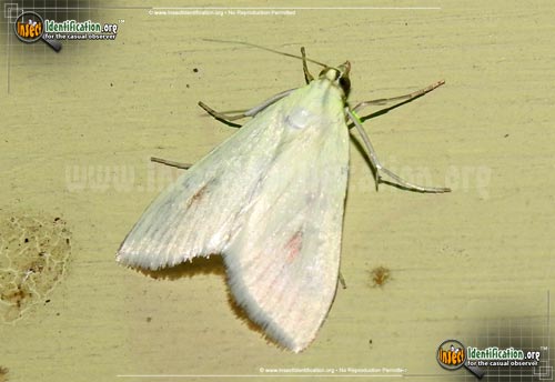 Thumbnail image of the Carrot-Seed-Moth