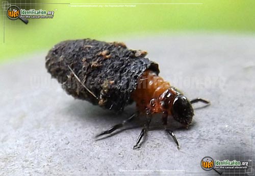 Thumbnail image of the Case-Bearing-Leaf-Beetle