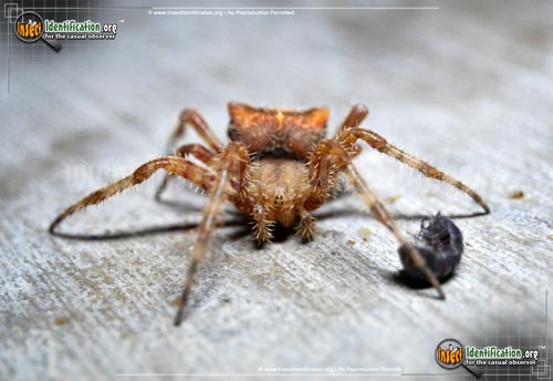 Thumbnail image #4 of the Cat-Faced-Spider