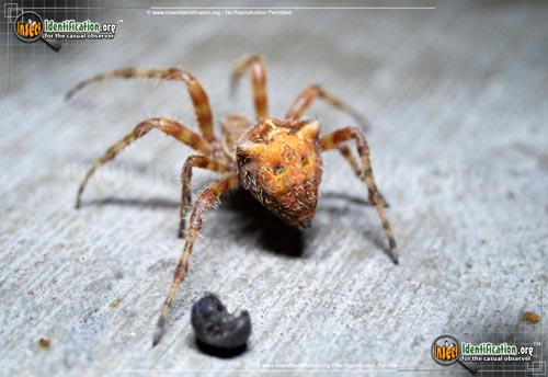 Thumbnail image of the Cat-Faced-Spider
