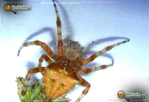Thumbnail image #2 of the Cat-Faced-Spider