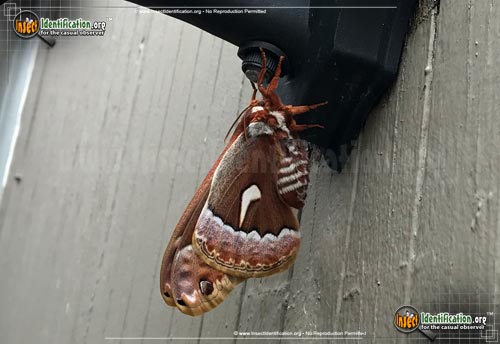 Thumbnail image #3 of the Ceanothus-Silkmoth