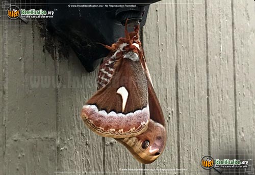 Thumbnail image #3 of the Ceanothus-Silkmoth