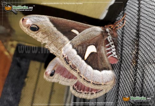 Thumbnail image #4 of the Ceanothus-Silkmoth