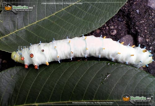 Thumbnail image #6 of the Cecropia-Silk-Moth