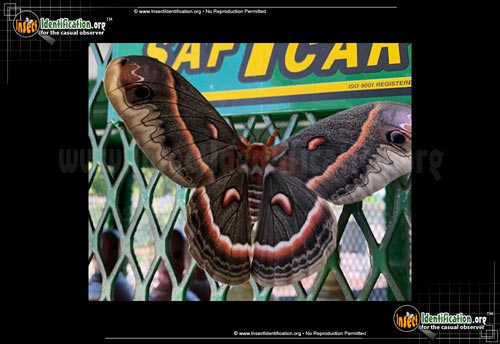 Thumbnail image #9 of the Cecropia-Silk-Moth