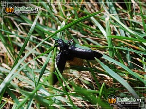 Thumbnail image #2 of the Cedar-Beetle