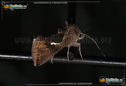 Thumbnail image of the Celery-Looper-Moth