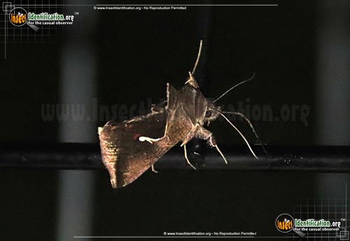 Thumbnail image #2 of the Celery-Looper-Moth