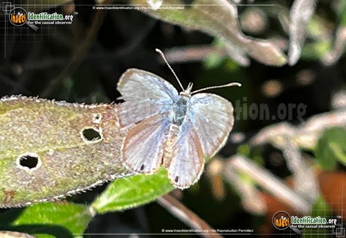 Thumbnail image of the Ceraunus-Blue-Butterfly
