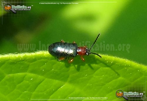 Thumbnail image of the Cereal-Leaf-Beetle