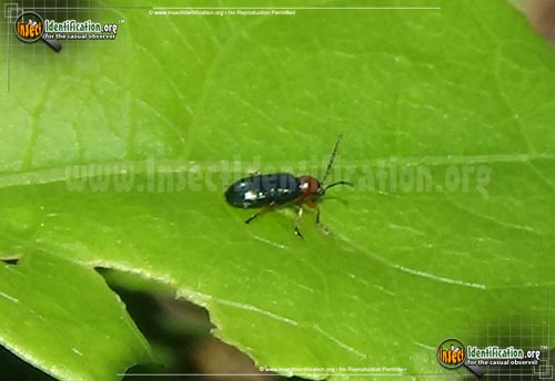 Thumbnail image #2 of the Cereal-Leaf-Beetle