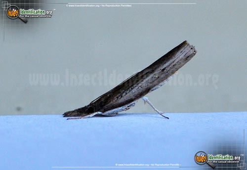 Thumbnail image of the Changeable-Grass-Veneer-Moth