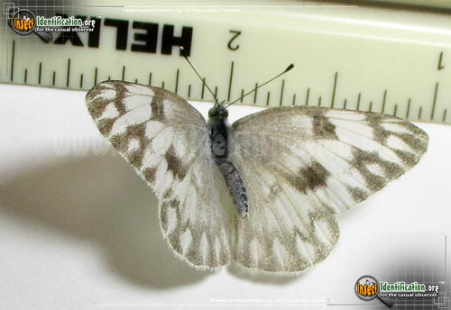 Thumbnail image #2 of the Checkered-White-Butterfly
