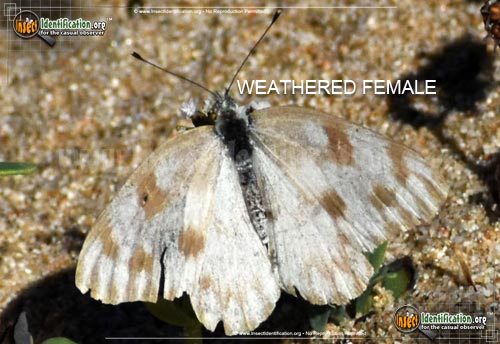 Thumbnail image #6 of the Checkered-White-Butterfly
