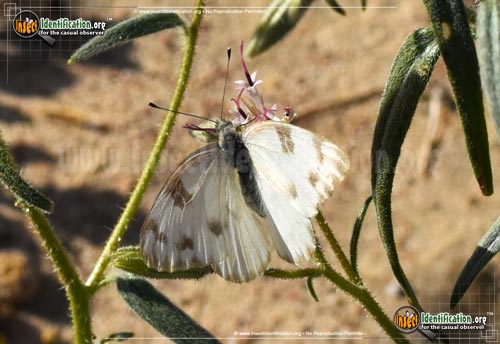 Thumbnail image #7 of the Checkered-White-Butterfly
