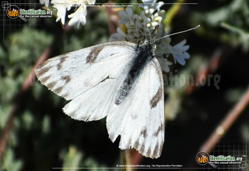Thumbnail image #13 of the Checkered-White-Butterfly