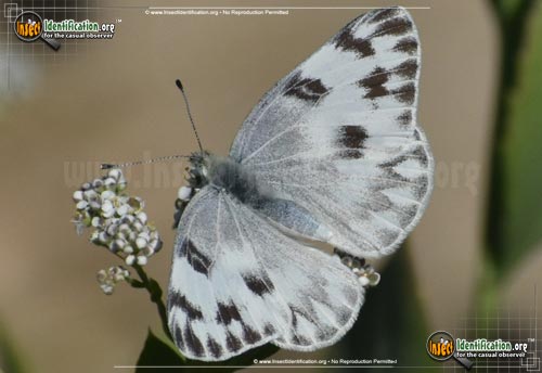 Thumbnail image of the Checkered-White-Butterfly