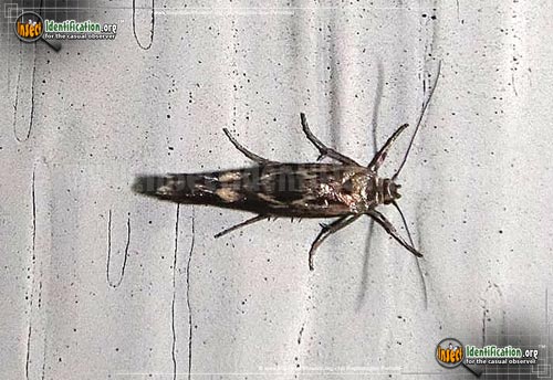Thumbnail image of the Chenopodium-Scythris-Moth