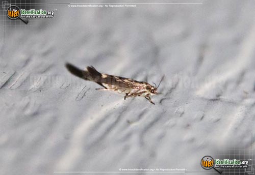 Thumbnail image #2 of the Chenopodium-Scythris-Moth