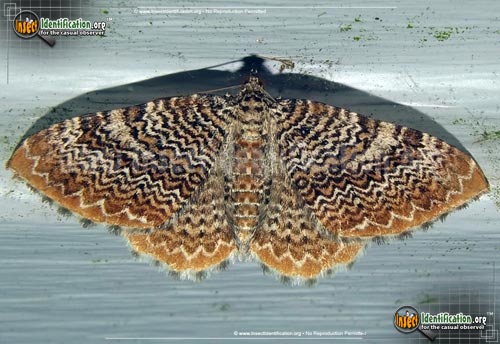 Thumbnail image of the Cherry-Scallop-Shell-Moth