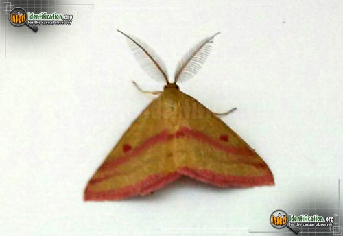Thumbnail image #3 of the Chickweed-Geometer-Moth