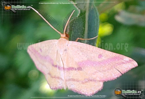 Thumbnail image #2 of the Chickweed-Geometer-Moth