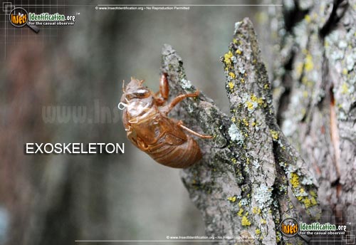 Thumbnail image #3 of the Cicada