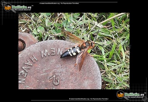 Thumbnail image #8 of the Cicada-Killer