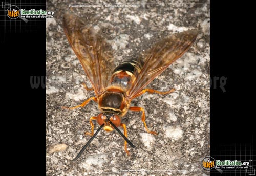 Thumbnail image #4 of the Cicada-Killer