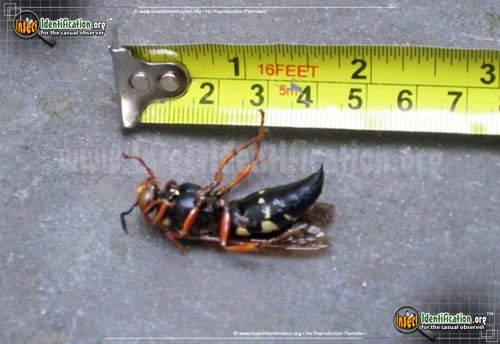 Thumbnail image #9 of the Cicada-Killer