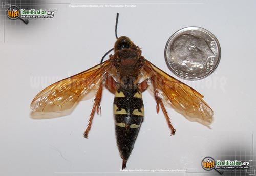 Thumbnail image #3 of the Cicada-Killer