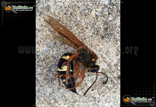 Thumbnail image #6 of the Cicada-Killer