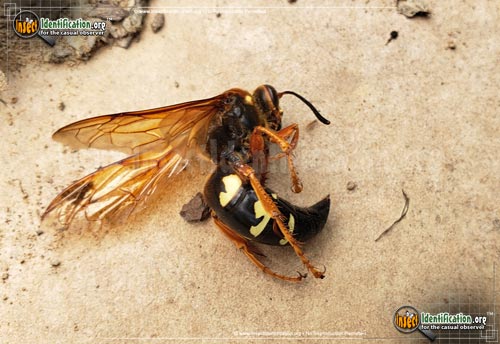 Thumbnail image #5 of the Cicada-Killer