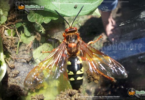 Thumbnail image of the Cicada-Killer