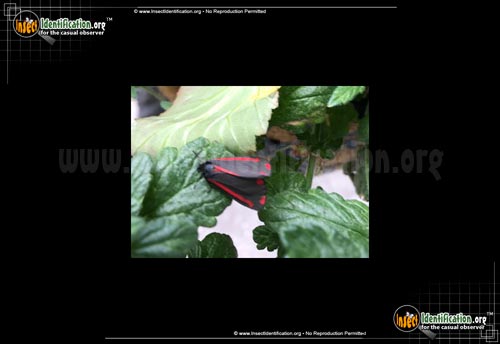 Thumbnail image of the Cinnabar-Moth