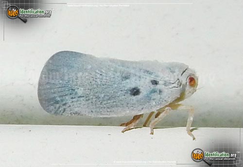 Thumbnail image of the Citrus-Flatid-Planthopper