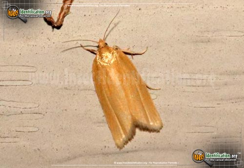 Thumbnail image of the Clemens-Clepsis-Moth